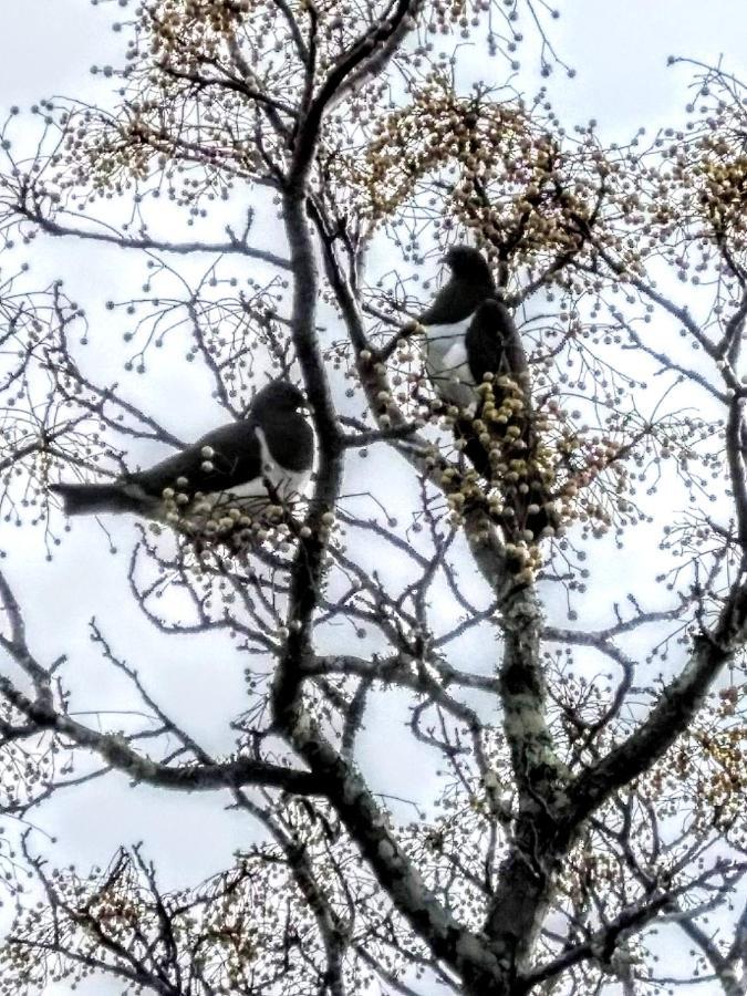 Bed and Breakfast Birds Eyes Te Awanga Esterno foto